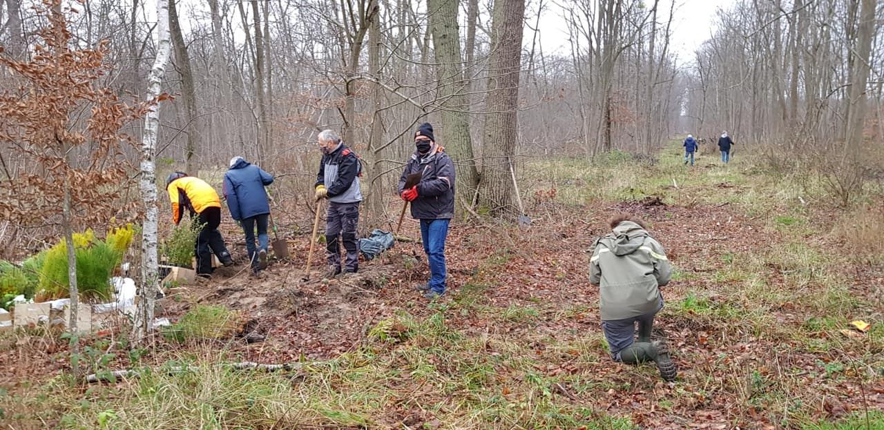 Plantation avec les bénévoles dans la forêt de Chantilly © Daisy Copeaux