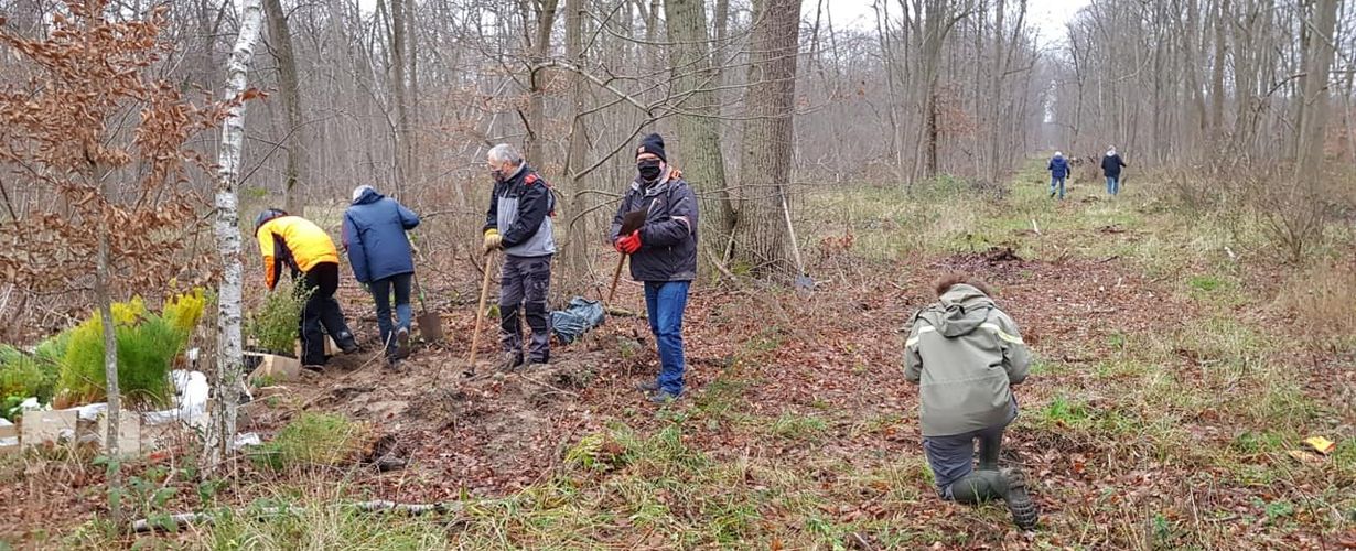 Plantation avec les bénévoles dans la forêt de Chantilly